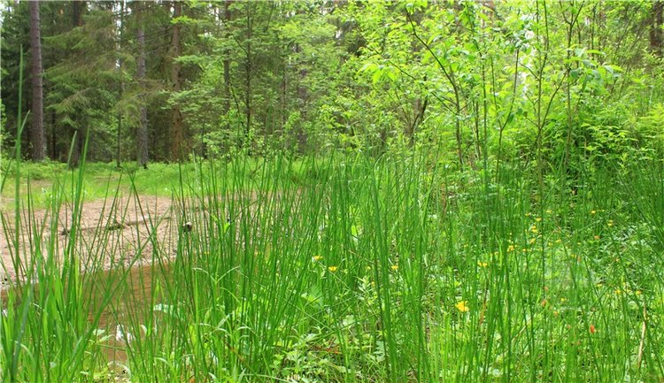 Ландышевый Лес. Twinkles Ella Chocolate