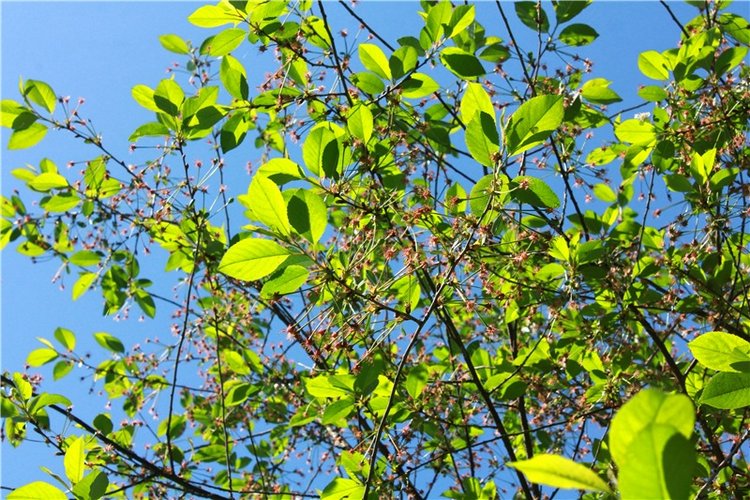 Из Чукавино в Старицу — Культура