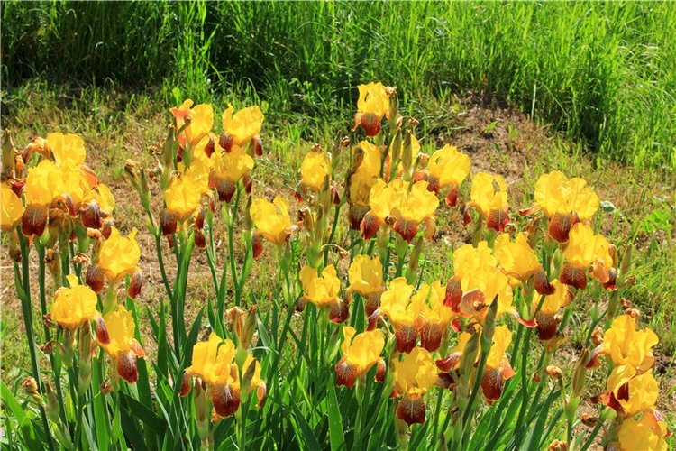 "Троицкие гуляния" в Василёво, 2019 год. Архитектурно-этнографический музей под открытым небом Василёво