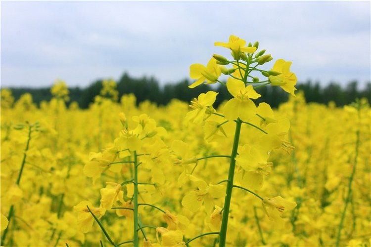 Солнечное поле. Twinkles Ella Chocolate (фото 3)