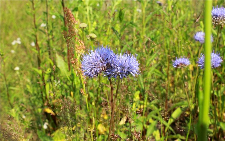 Путешествие Катрин. Katrin, Stoffpuppe Doll, Kathe Kruse