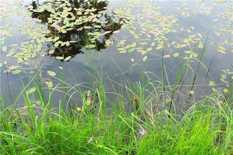 Путешествие Виолы в Усадьбу Знаменское-Раёк