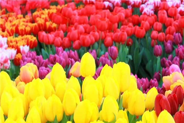 Выставка тюльпанов в Твери