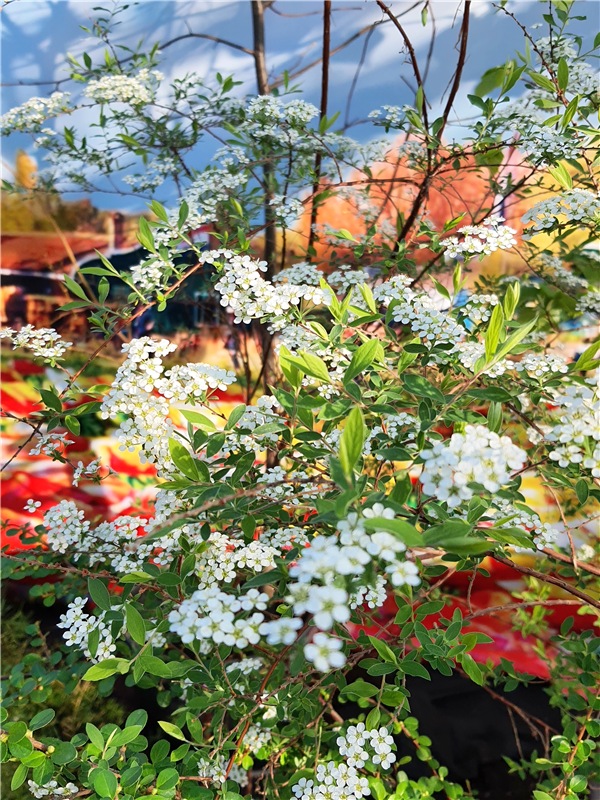 Выставка тюльпанов в Твери