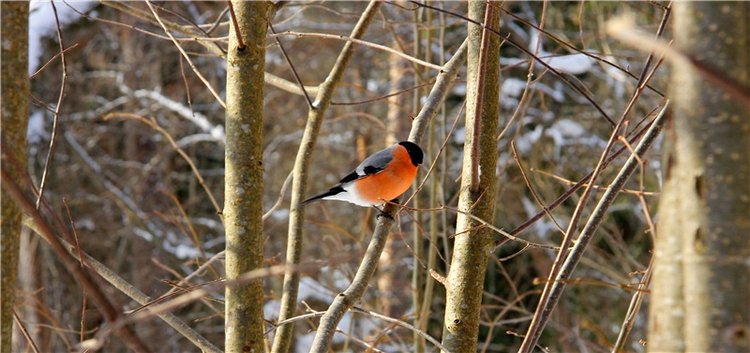 В поисках Синей птицы. Merle от Sissel Bjorstad Skille, Фирмы Götz