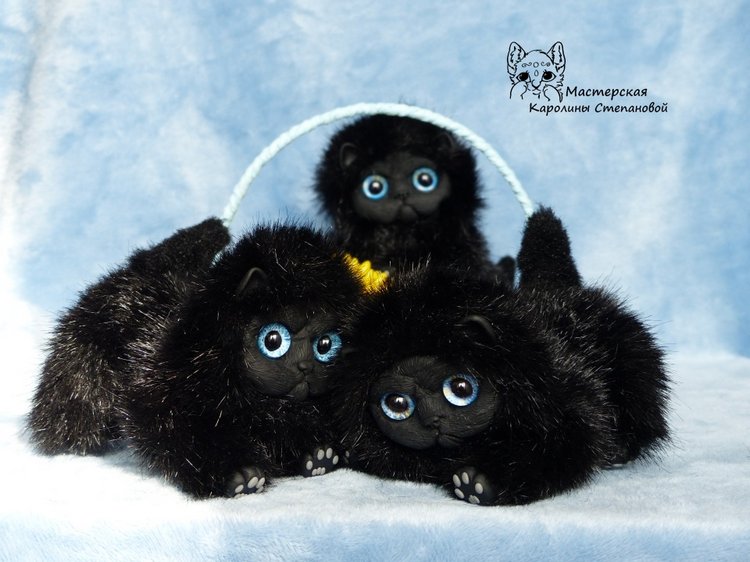 Черные котятки(персы), маленькие злобики (фото 5)
