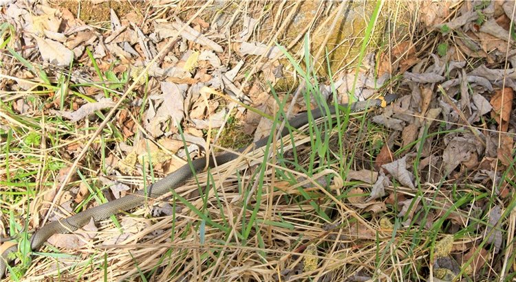 Заблудилась. Georgia от Berdine Creedy