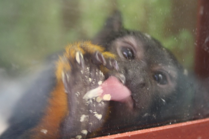 Псков. Эколого-биологический центр. Часть 2 (фото 10)