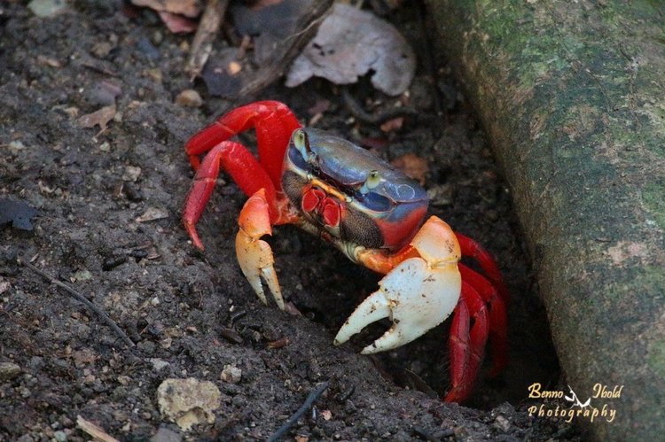 Любителям природы - профессиональные фотографии (выпуск 4)
