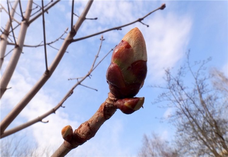 Просто Весна — Красивая природа и цветы: фото пейзажей (фото 8)