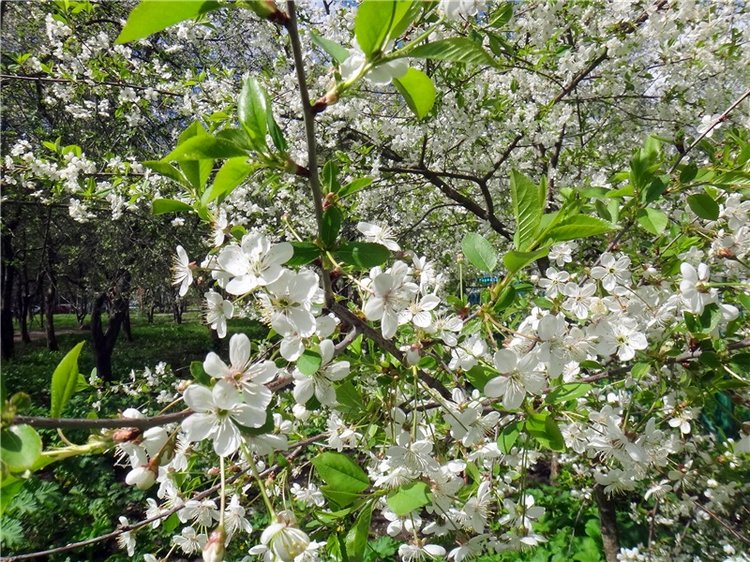 Просто Весна — Красивая природа и цветы: фото пейзажей