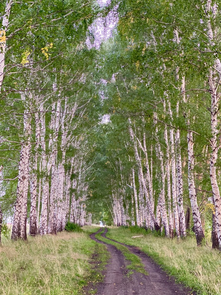 Варя в Березовой роще. Fabbi Chibbi Meadow dolls | Бэйбики Варя в Березовой роще. Fabbi Chibbi Meadow dolls
