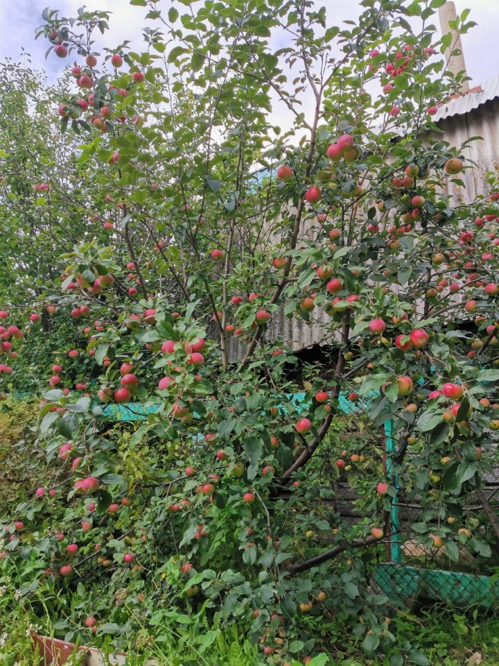 Последние денечки лета.... Совенок Желточек, дача и другие дачные жители
