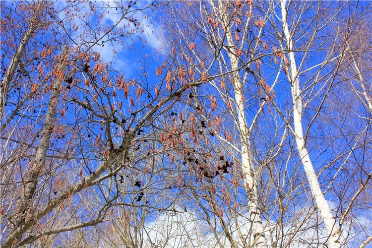 Весна в "Саду Камней" | Бэйбики Весна в "Саду Камней" — Куклы Meadow dolls (Медовушки): BJD (БЖД)