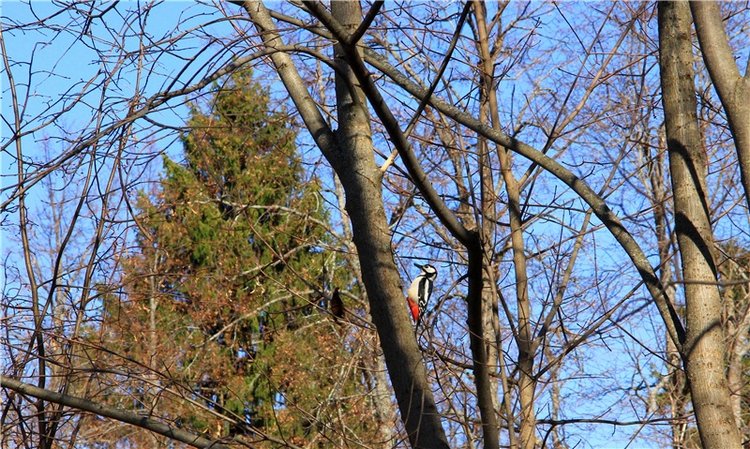 Апрельский день в Василёво, заключительная часть