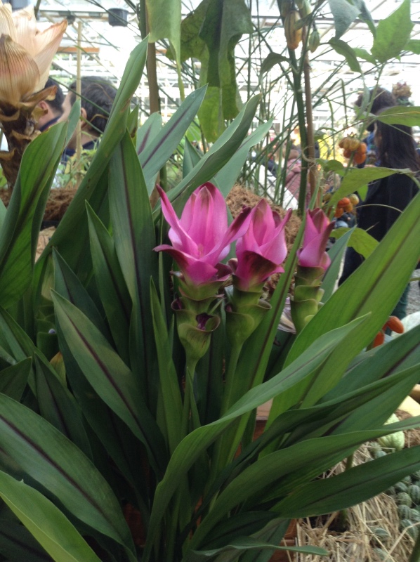 Аптекарский огород сегодня. ч.5. Грибной фестиваль