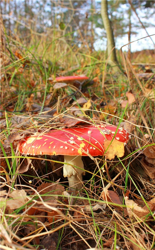 Ромашковый октябрь. Zwergnase Mischa