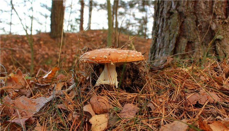 Ромашковый октябрь. Zwergnase Mischa (фото 7)