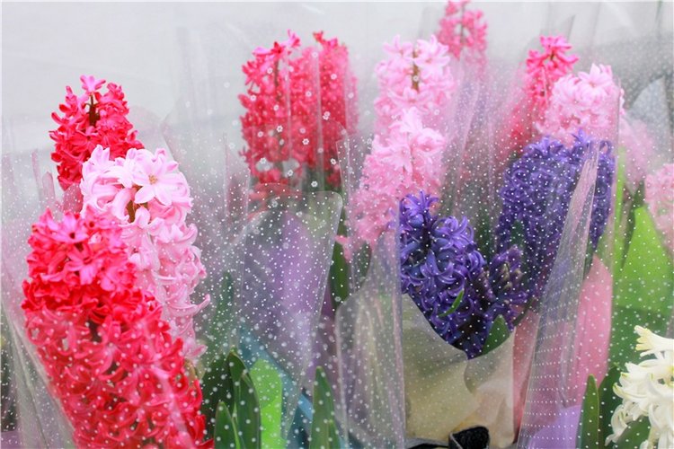 Тюльпановый Рай, продолжение. Выставка тюльпанов в Твери. Mini Layla elf Sunkissed skin от Kaye Wiggs