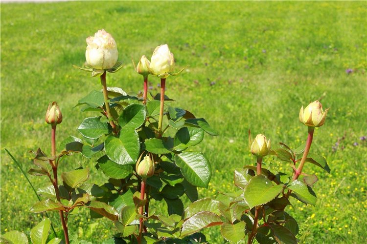 Любимая Старица. Свято-Успенский мужской монастырь