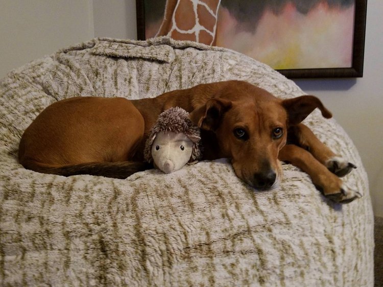 Любительские фотографии Ежей (выпуск 1) | Бэйбики Любительские фотографии Ежей (выпуск 1)