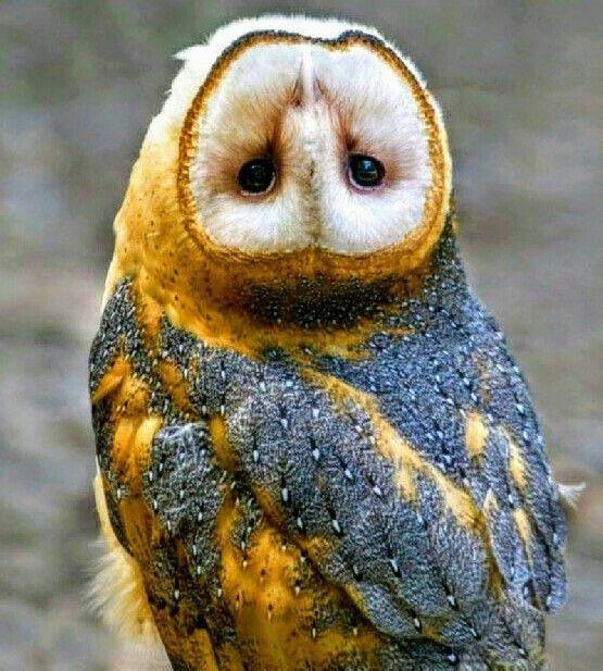 Любительские и профессиональные фотографии Сов (выпуск 2)