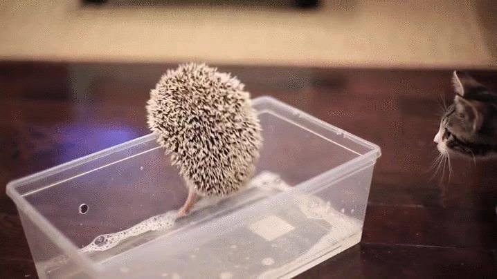 Любительские фотографии Ежей (выпуск 1) | Бэйбики Любительские фотографии Ежей (выпуск 1)