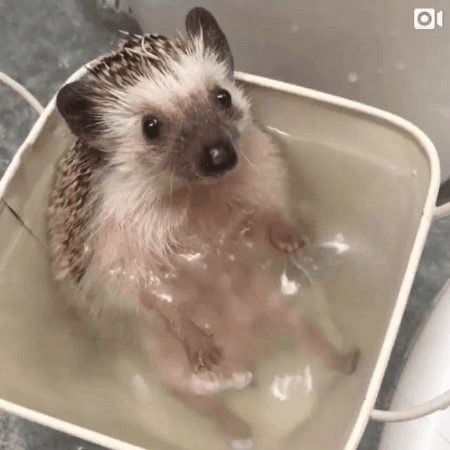 Любительские фотографии Ежей (выпуск 1) | Бэйбики Любительские фотографии Ежей (выпуск 1)