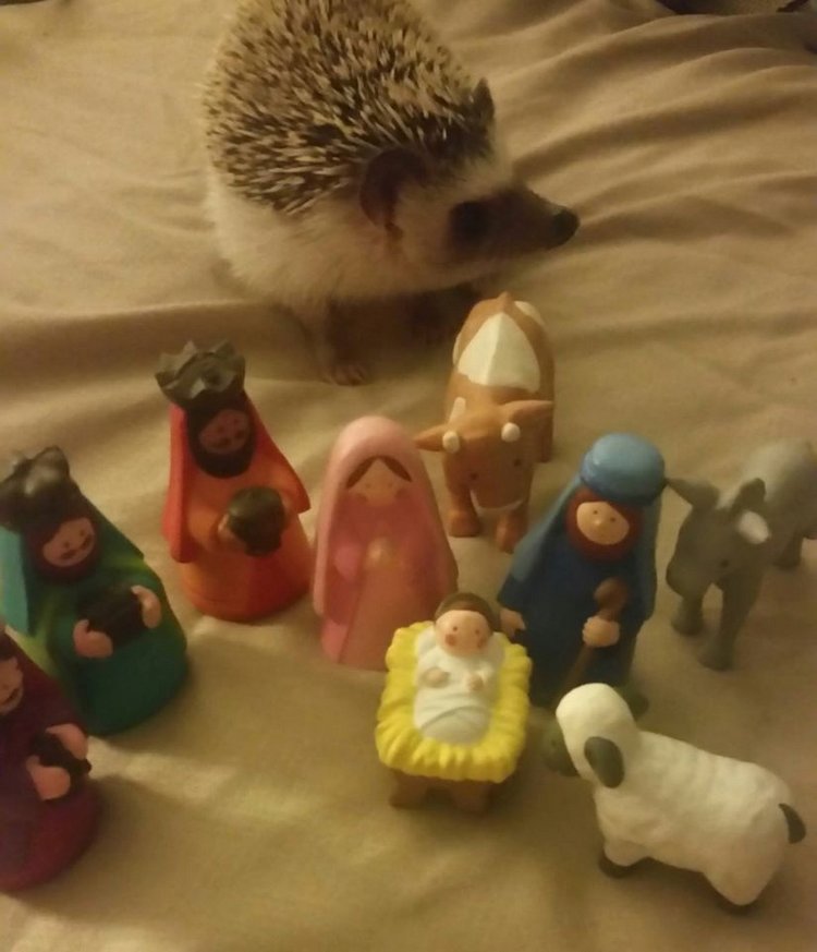 Любительские фотографии Ежей (выпуск 1) | Бэйбики Любительские фотографии Ежей (выпуск 1)