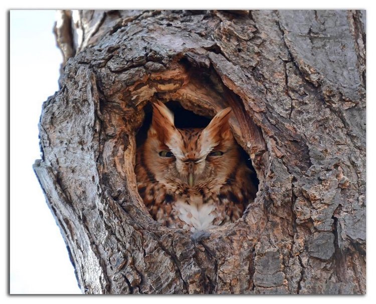 Любительские и профессиональные фотографии Сов (выпуск 2)