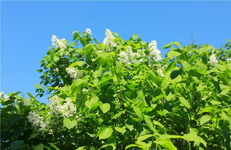 Эля в Иванишах. Twinkles Ella Chocolate