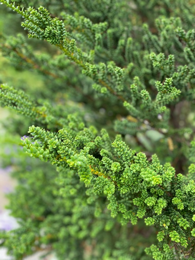 Галопом по Европам... 2 Часть