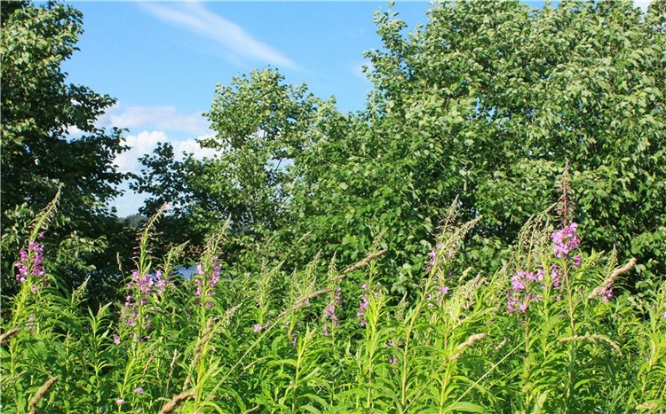 Путешествие Эли на красивый берег реки Волги