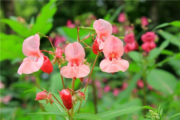 Июльское путешествие в Старицу, продолжение