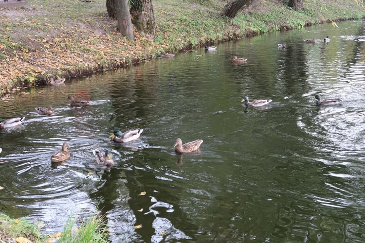 Крошка Элис | Бэйбики Крошка Элис — Куклы Fairyland (ФэйриЛэнд): BJD (БЖД)