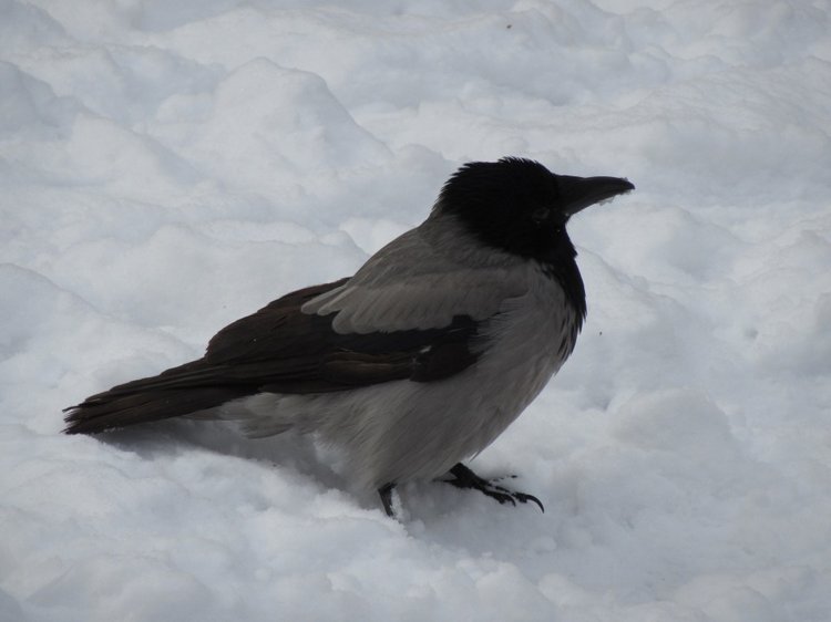 Зимнее катание Хелены — Куклы Takara Tomy (Такара): Licca (Ликка) (фото 8)