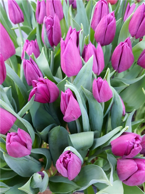 Выставка тюльпанов в Твери (фото 8)