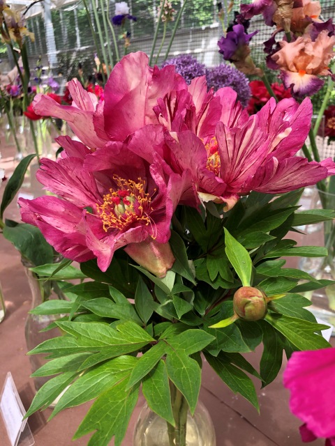 Тони Старк: приключения без брони. И снова Аптекарский огород | Бэйбики Тони Старк: приключения без брони. И снова Аптекарский огород