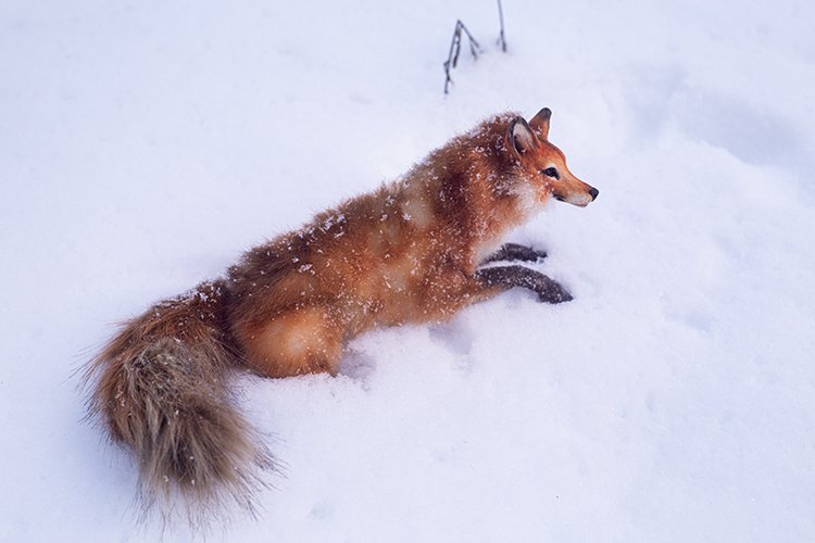 Прогулка с лисой по снегу