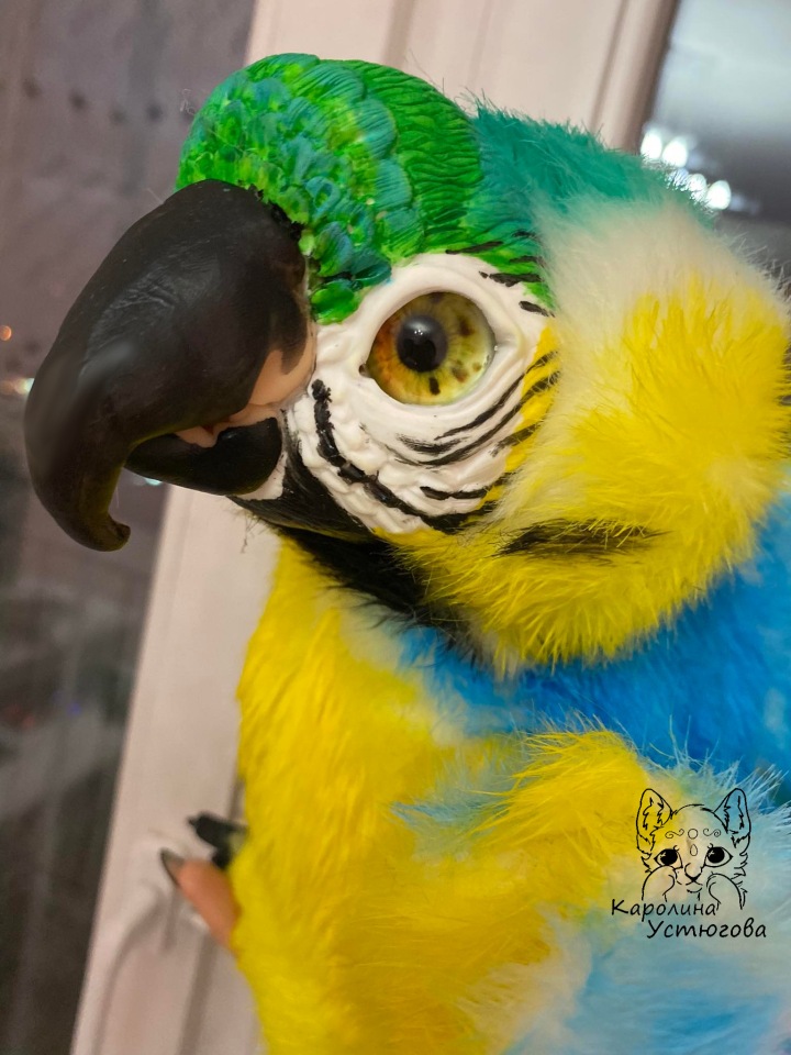 Попугай Ара. Желто-голубой