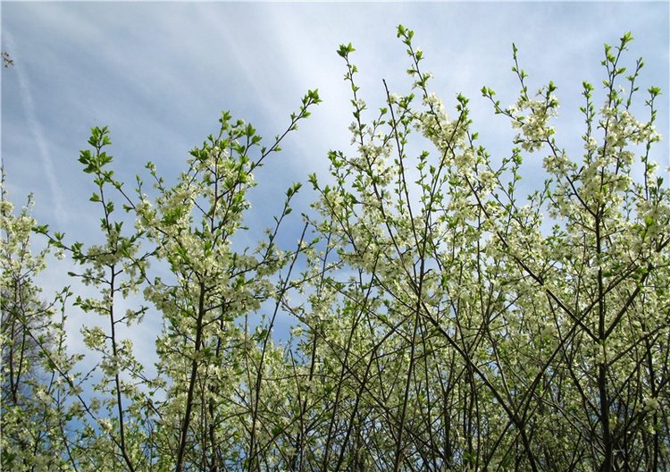 Усадьба Чукавино, Тверская область