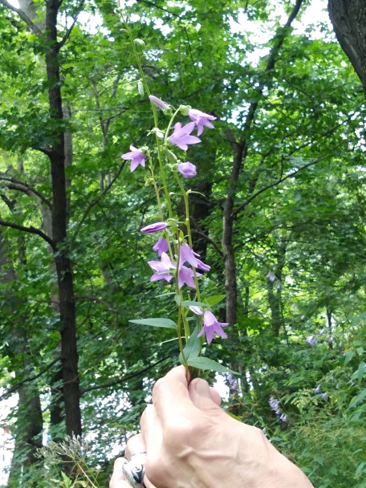 Возвращение Хелены в Кисловодск: опять за своё