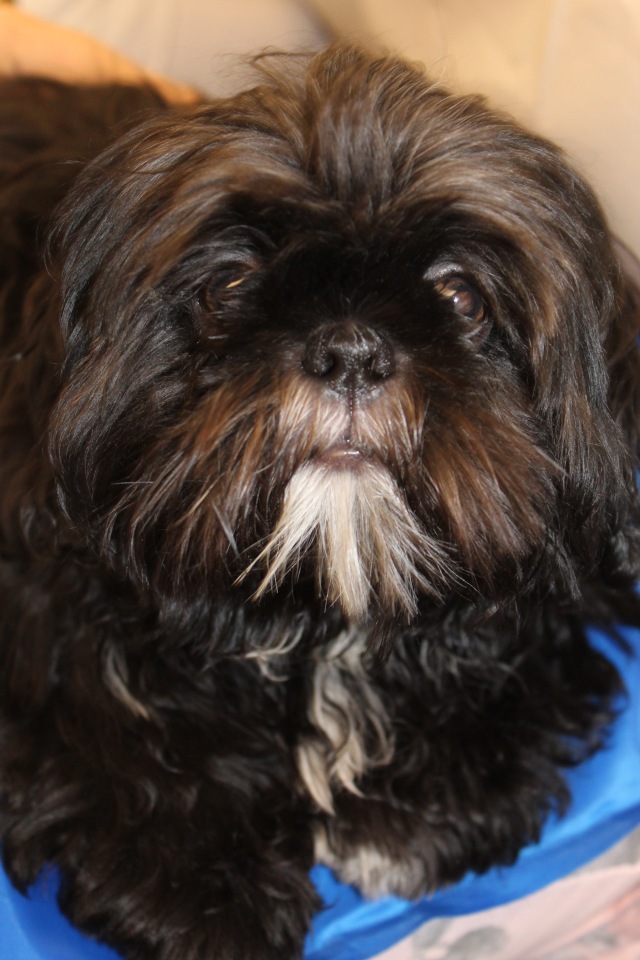 Летняя встреча коллекционеров в магазине кукол. Заключительная часть