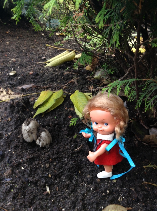 Аптекарский огород сегодня. ч.5. Грибной фестиваль