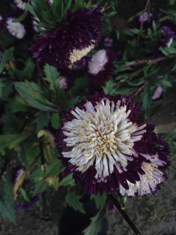 Аптекарский огород сегодня. ч.5. Грибной фестиваль