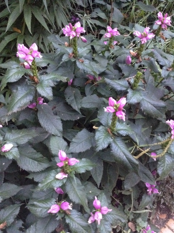 Аптекарский огород сегодня. ч.5. Грибной фестиваль