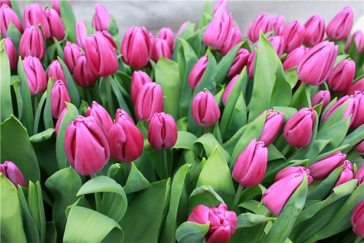 Тюльпановый Рай, продолжение. Выставка тюльпанов в Твери. Mini Layla elf Sunkissed skin от Kaye Wiggs