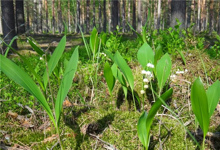Ландышевая Сказка — Куклы Heidi Plusczok (Хайди/Хейди Плюсчок) — фото