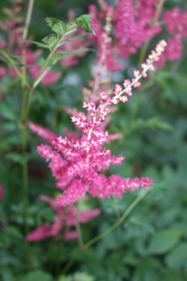 Мои куклы Kidz'n'Cats. Леночка 2015 (фото 6)