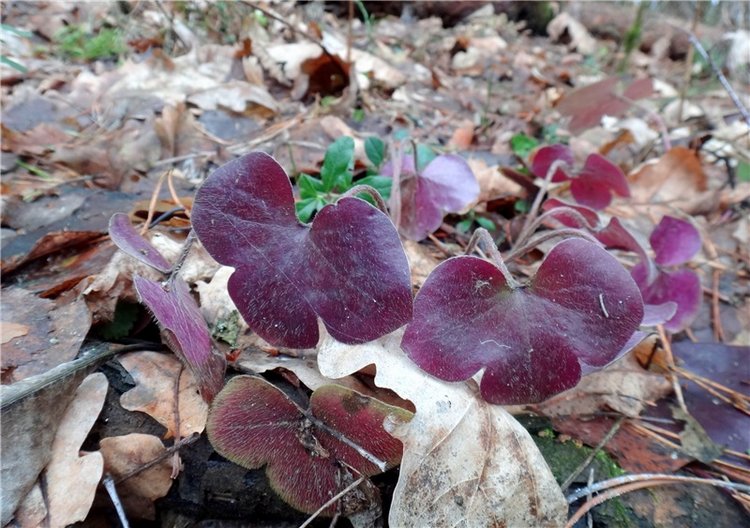 23 февраля - расцвели синие подснежники